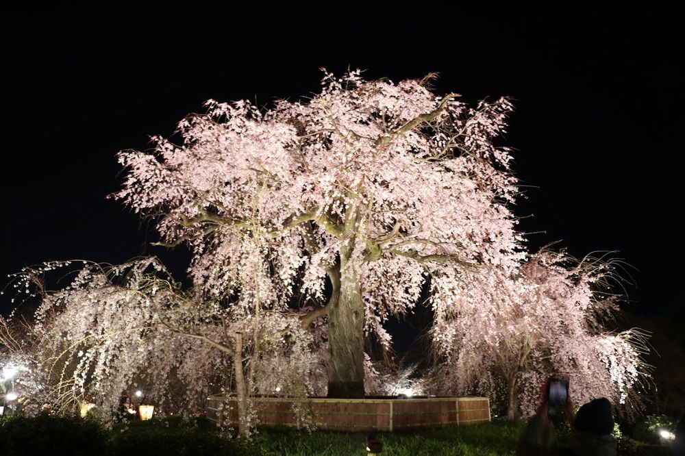 ViaggioAC Hanami2019